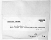 Ramalina baltica image